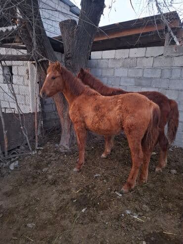 чон арыке: Продаю | Жеребенок | Для разведения | Племенные — 2