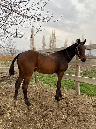 котята простые: Продаю | Жеребец | Полукровка | Рабочий — 2