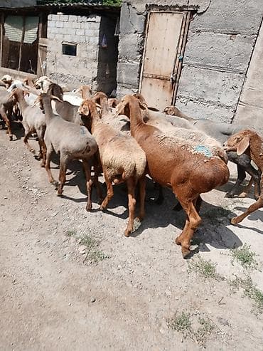 Продаю | Овца (самка) at lalafo.kg Продаю | Овца (самка)
