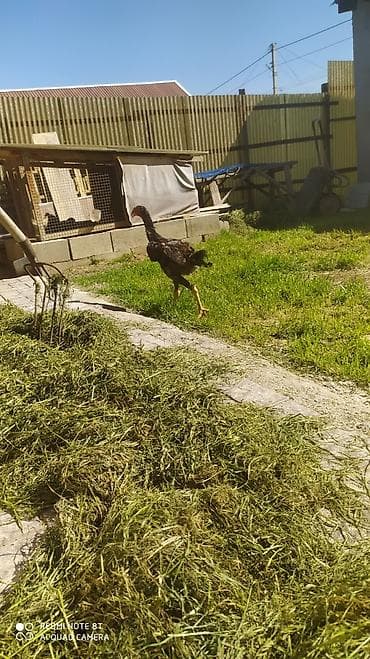 русский спаниель: Продаю | Петух | Бойцовая | Для разведения — 3