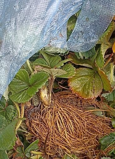 сирень саженцы: Рассада садовой земляники (клубники) с открытой корневой системой. - — 1