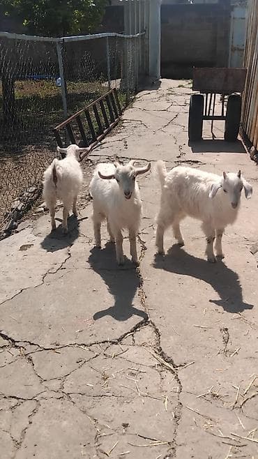 яйца фазан: Продаю | Козлёнок | Зааненская | Для молока | Племенные — 2