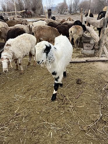 аары ящик алам: Сатам | Теке (эркек) | Битал | Көбөйтүү үчүн, Сүт алуу үчүн | Асыл тукумдуу, Жасалма жол менен боозутуу — 6