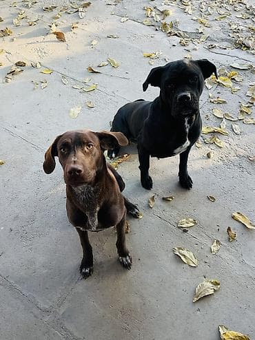 купить собаку кане корсо: Метис крупной породы (кобель) Мать Коне Корсо ( на 3 й фото), отец — 4