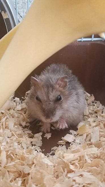hamster combat: Джунгарский хомячок в комплекте с клеткой и аксессуарами.Опилки и корм — 3