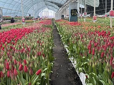 уголь токмок: Тюльпаны тюльпан больше 10ти видов из теплицы длиной 50см до 65см — 4