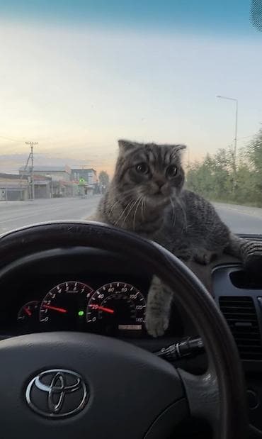 Животные: Кошка даром: Скотиш Фолд (Шотландская вислоухая), Девочка — 1
