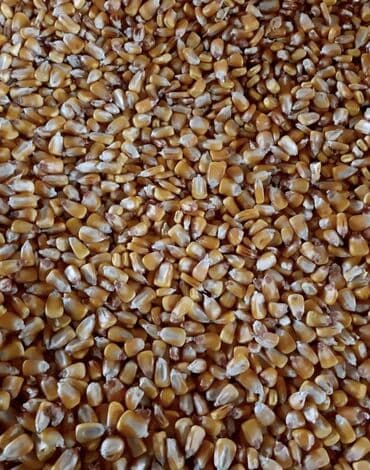 продажа щенков немецкой овчарки в бишкеке с документами: Куплю кукурузу ниже 13% влажности оптом — 1