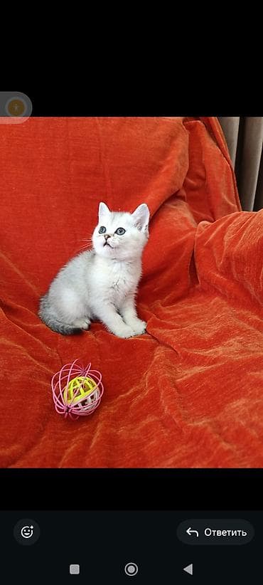 котята британской шиншиллы: Золото 25000 девочка одна осталась Породистые котята – Скоттиш страйт — 4