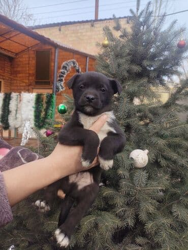 Вязка собак: Щенки метисы, помёт из нескольких малышей. Компактные, с крепкими — 2