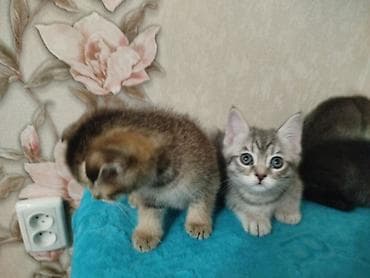 Животные: Котята шотландской породы, короткошёрстные, домашнего выращивания — 3