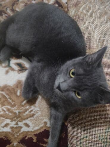 питомник растений бишкек: Британская короткошёрстная, 6 месяцев, Мальчик, Серый, Приучена к лотку, Проглистована — 5