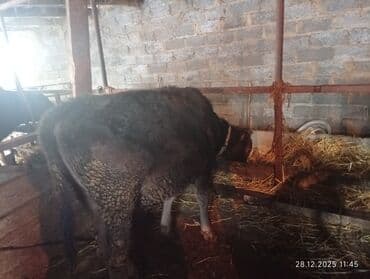 боз ат: Продаю | Бык (самец) | Швицкая — 1