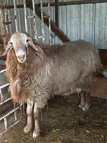 Аквариумдар: Сатам | Ургаачы кой (ургаачы) | Көбөйтүү үчүн — 2