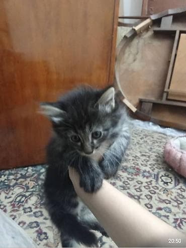 серые кошки: Отдам в хорошие добрые руки * Тип животного: Кошка * Возраст — 1