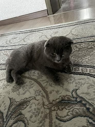 ласки: Шотландская вислоухая кошка (Scottish Fold), окрас сплошной голубой — 2