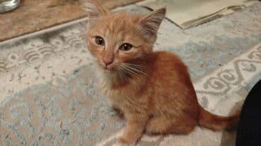 шотланская вислоухая кошка: Кошка даром: Беспородная, 1 месяц, Девочка, Приучена к лотку — 1