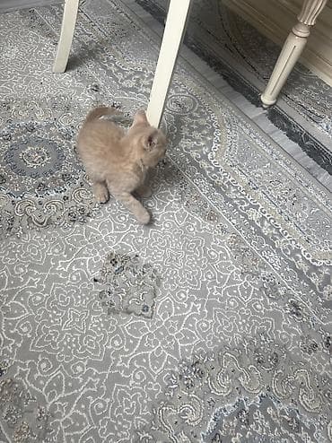 продам вислоухих котят: Британская короткошёрстная, 2 месяца, Мальчик, Рыжий, Приучена к лотку — 6