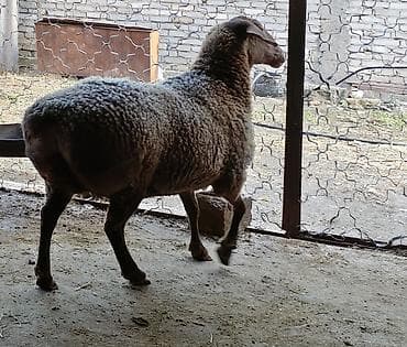 клетки большие: Линия крабель — 3