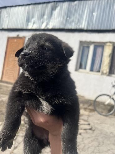 сөөл жан: Щенки крупной пастушьей/сторожевой породы (помесь овчарочного типа) — 8