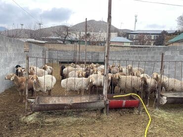 собака дом: Продаю | Овца (самка) | Для разведения | Матка — 2