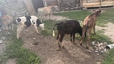 баран кант: Продаю | Бык (самец), Музоо, торпок — 1