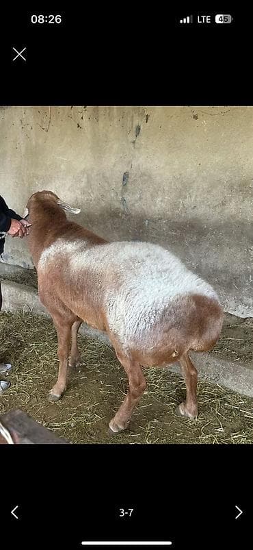 Ветеринар кызматы: Сатам | Кочкор (эркек) | Арашан | Көбөйтүү үчүн — 2