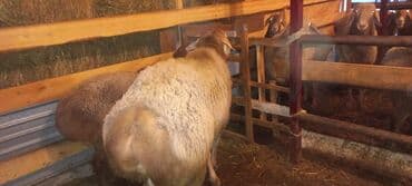 коровы молочной породы купить: Продаю | Овца (самка) | На забой — 8