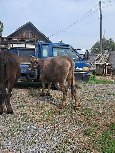 коровы самка: Продаю | Корова (самка) | Полукровка | Для молока | Привязанные — 2