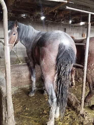 жылкы жаныбар: Сатам | Байтал | Союуга — 4