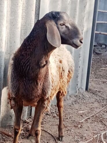 щенок немецкой овчарки купить: Продаю | Баран (самец) | Гиссарская | Для разведения — 4