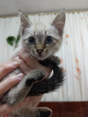 карликовые котята: В Добрые руки. БЕСПЛАТНО!!! 2 котёнка, 2 мальчика - серенький с — 3