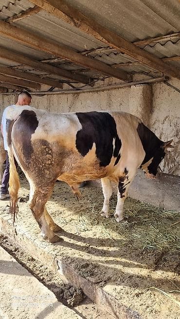 карликовые петухи: Продаю | Бык (самец) | Для разведения | Племенные — 2