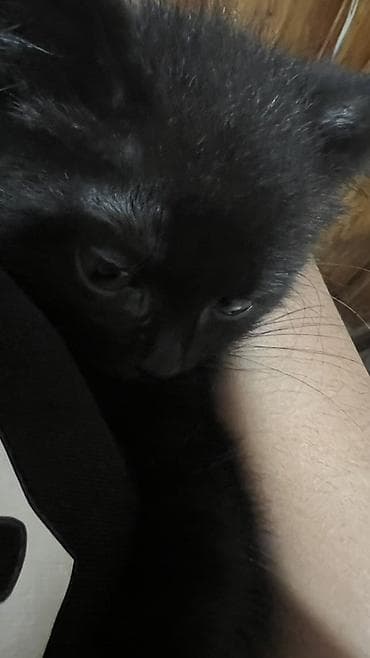 Мышыктар: Бесплатно отдаю котенка, мальчик в хорошие руки🙏 Черный котёнок — 2