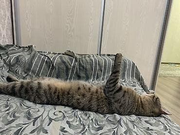 scottish fold: Кошка даром: Беспородная, 4 года, Мальчик — 10
