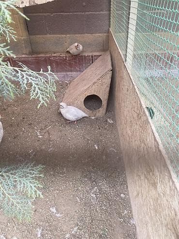 куры хай лайн: Продаю инкубационные яйцо кекликов силвер Птицы: силвер куропатки — 4