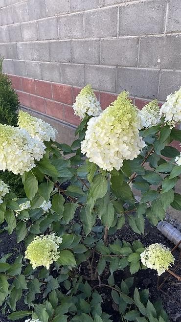 banda panda: Саженцы — 2