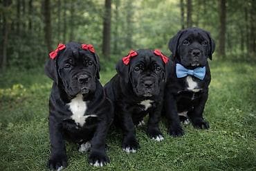 собаки тайган: Щенки кане корсо имеются мальчики и девочки, мальчики 25т девочки 20т — 8