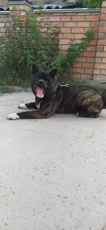 купить собаку для охоты: Вязка: Самец, 5 лет, С прививкой, С родословной — 2