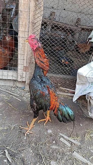 Продаю | Куры | Бойцовая