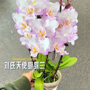 инструмент для огорода: Орхидеи фаленопсис — коллекционные сорта с эффектной окраской цветов — 19