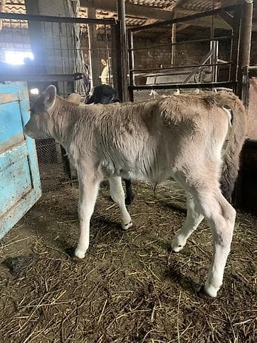 попугаи кара балта: Продаю | Тёлка | Швицкая | Для разведения, Для молока | Искусственник — 3