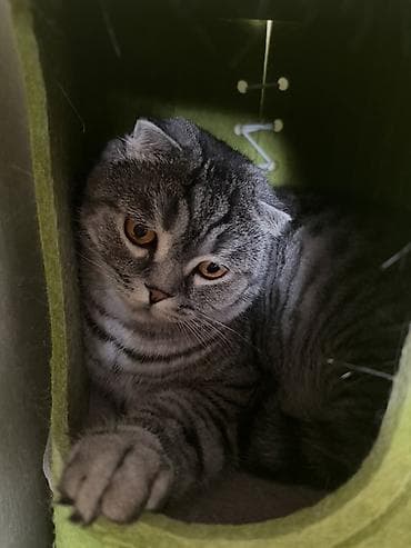 скоттиш фолд, купить: Кошка даром: Скотиш Фолд (Шотландская вислоухая), 3 года, Мальчик, Кастрирована, Приучена к лотку, Проглистована — 5
