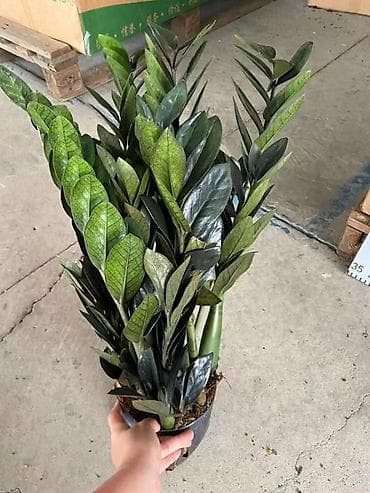 Орхидеялар: Бесплатная доставка по городу 🚗 Самый не прихотливый сорт растений 🪴 — 3