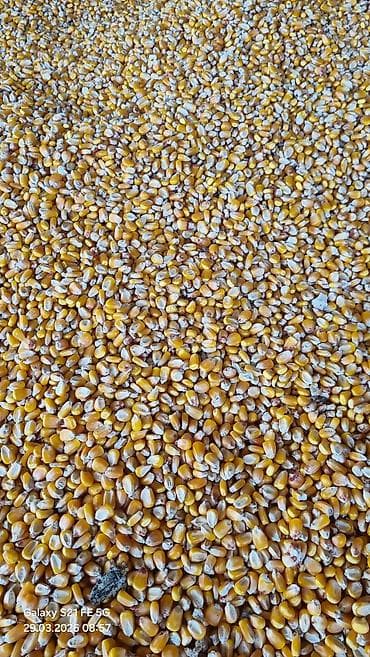 эл генератор: Кукуруза, сухое зерно, 12-13 тонн - Желтое зерно кукурузы, очищенное — 2