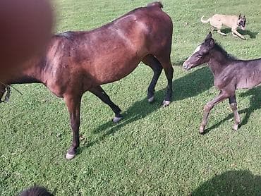 продаю кунан: Продаю | Кобыла (самка) | Для разведения — 5