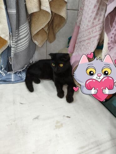 Кошки: Кошка даром: Скотиш Фолд (Шотландская вислоухая), 1 год, Девочка, Кастрирована, Приучена к лотку — 4