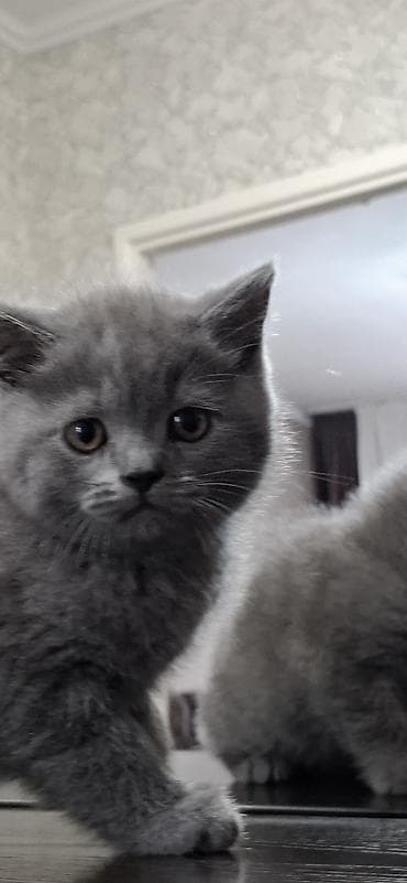 Скоттиш страйт . - Пушистые плюшевые малыши с плотным подшёрстком и