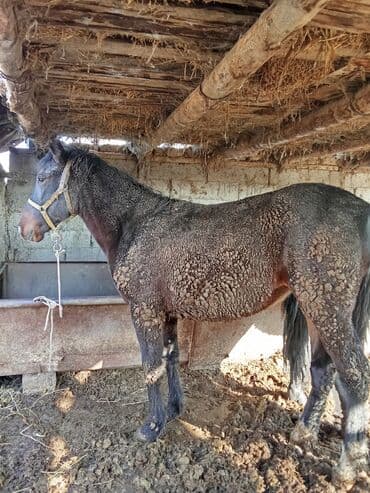 домик для собака: Продаю | Кобыла (самка) | На забой | Осеменитель — 2