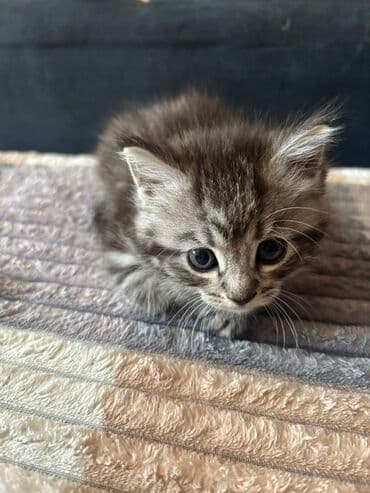 кошка котенок: - короткая мордочка, трогательные ушки с пушистыми кисточками; - — 2